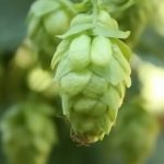 hop variety-F