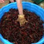 annv-crawfish