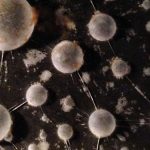 brett-cb-mead-pellicleF-Feat-F