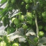 Hops – Abundant0F