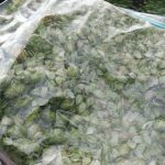 Hops – Bagged-F