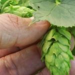 hop harvest feature