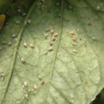 aphids-f