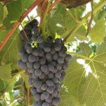 growing-wine-grapes-feat