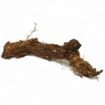 hop rhizomes